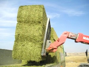 Carga-de-alfalfa-en-rama-en-Sari%C3%B1ena-Huesca.jpg