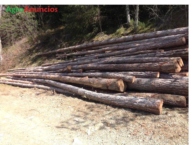 Venta de troncos de pino