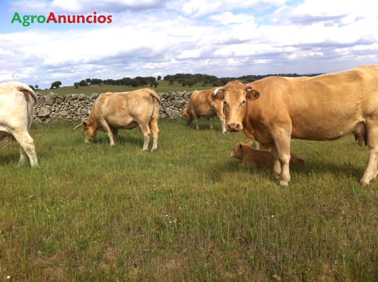 Venta De Vacas En Castilla Y León AgroAnuncios.es - Venta de 195 Vacas en León