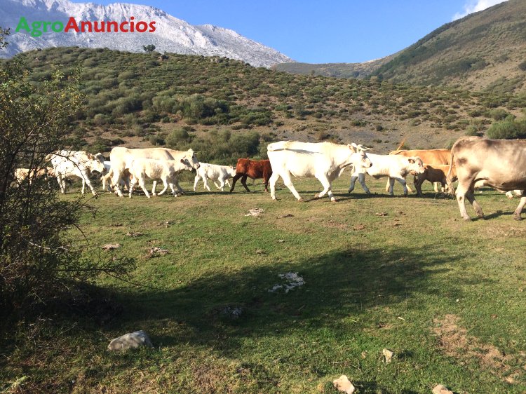 Venta De Vacas En Castilla Y León Venta De Vacas En Castilla Y León