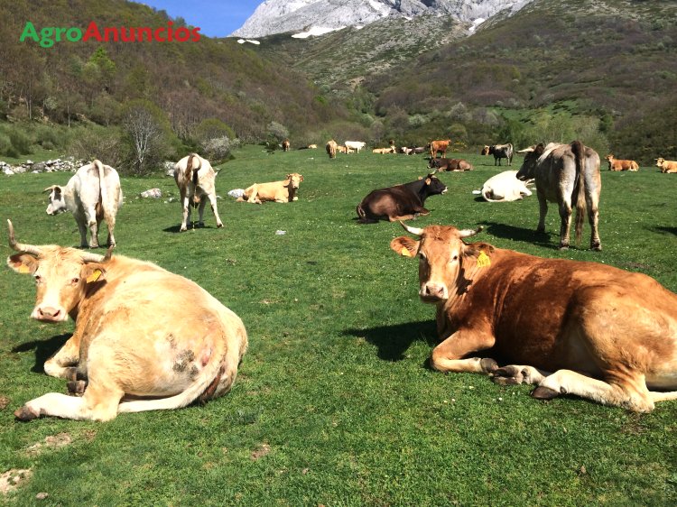 Venta De Vacas En Castilla Y León AgroAnuncios.es - Venta de 195 Vacas en León