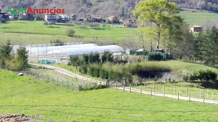 AgroAnuncios.es - Alquiler de Explotación agrícola en Asturias