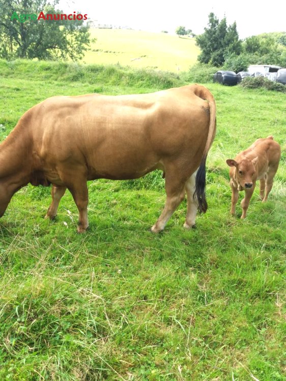 venta de vacas en cantabria