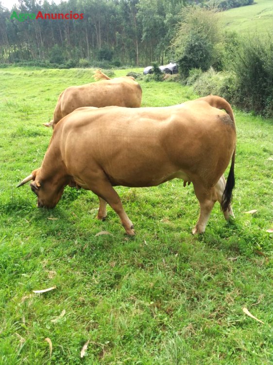 venta de vacas en cantabria