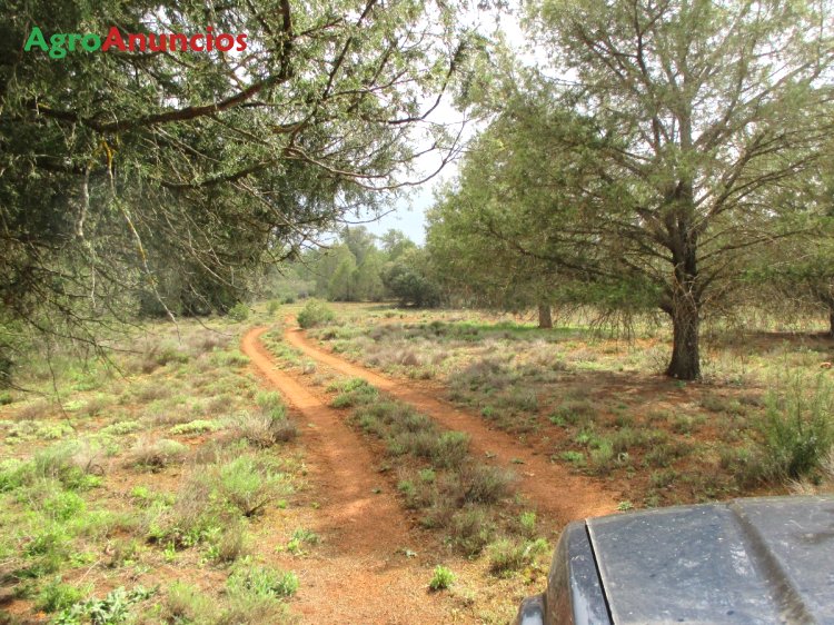 AgroAnuncios.es - Venta de Finca cinegética y de cultivo ...