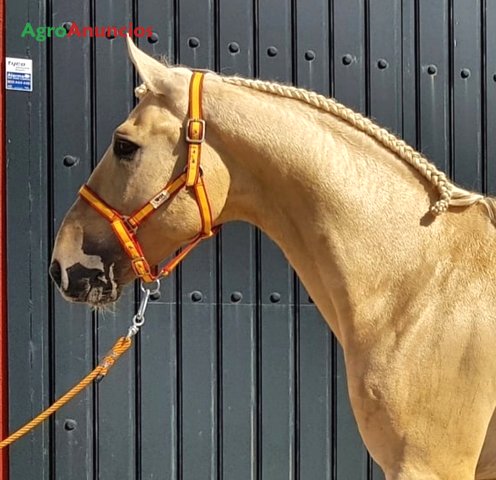 venta de caballos en sevilla