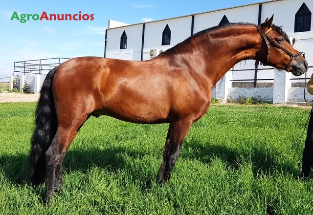 venta de caballos en sevilla