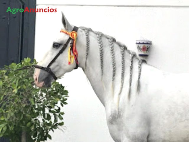 venta de caballos en sevilla