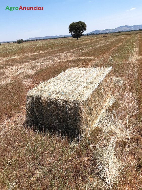 AgroAnuncios.es - Venta de Alpacas de heno de avena ecologica en Toledo