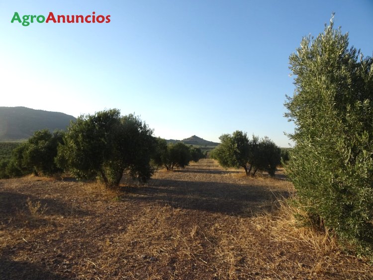 dolor de muelas esquina dinámica AgroAnuncios.es - Venta de 6000 olivos en la la puerta de segura en Jaén