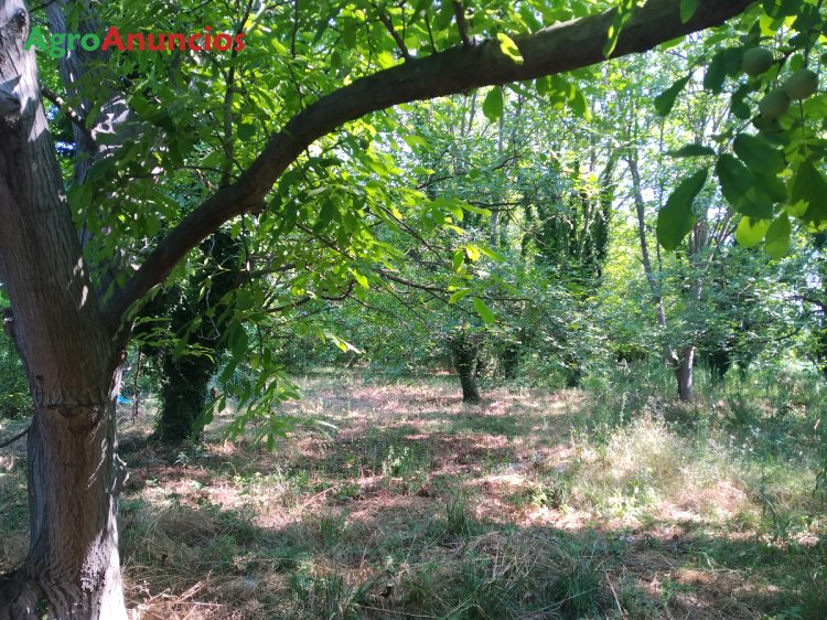 AgroAnuncios.es Venta de Nogales Girona