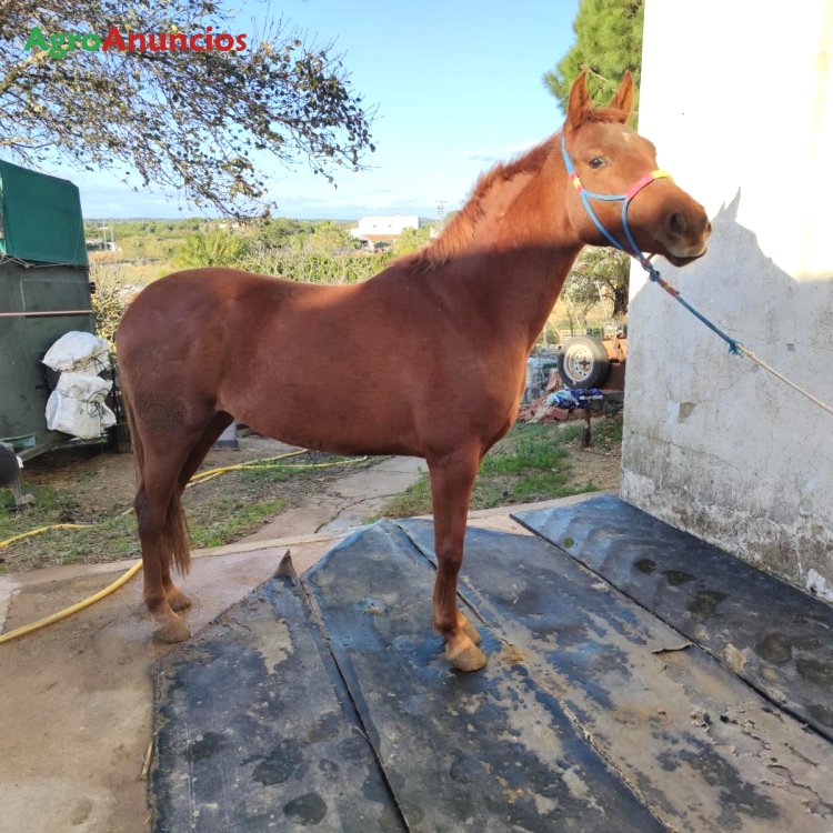 venta de caballos en huelva