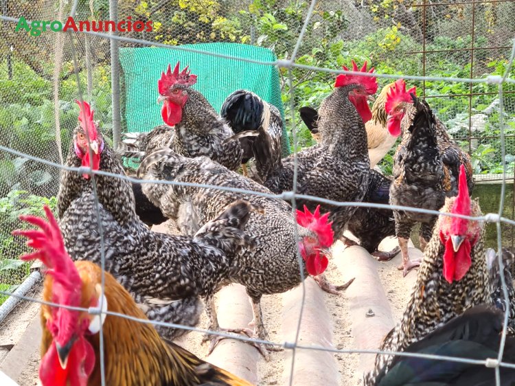 AgroAnuncios.es - Venta de Gallinas, y pollos Las Palmas