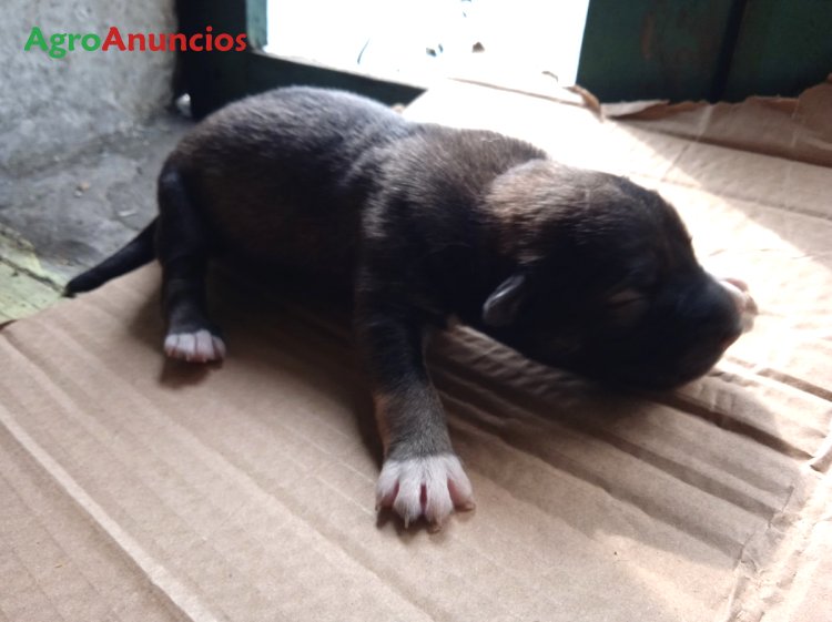 AgroAnuncios.es Venta de de can de palleiro en Coruña