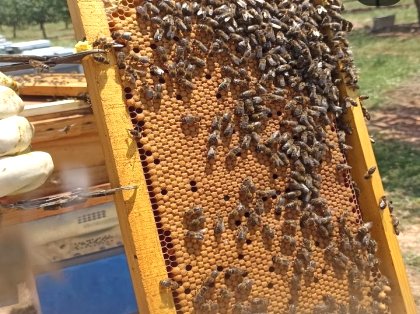  colmenas con abejas. Ganado. Venta de Ganado