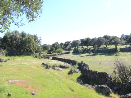 AgroAnuncios.es - Dehesas. Dehesas en en Cáceres. Venta de ...