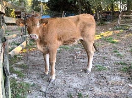 AgroAnuncios.es - Novilla rubia gallega. Ganado. Venta de Ganado