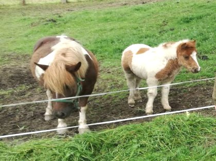 implícito Asumir Obediencia AgroAnuncios.es - pony. Ganado. Venta de Ganado