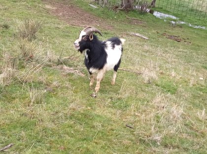 Agroanuncios Es Cabras Enanas Ganado Venta De Ganado