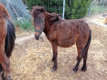 implícito Asumir Obediencia AgroAnuncios.es - pony. Ganado. Venta de Ganado